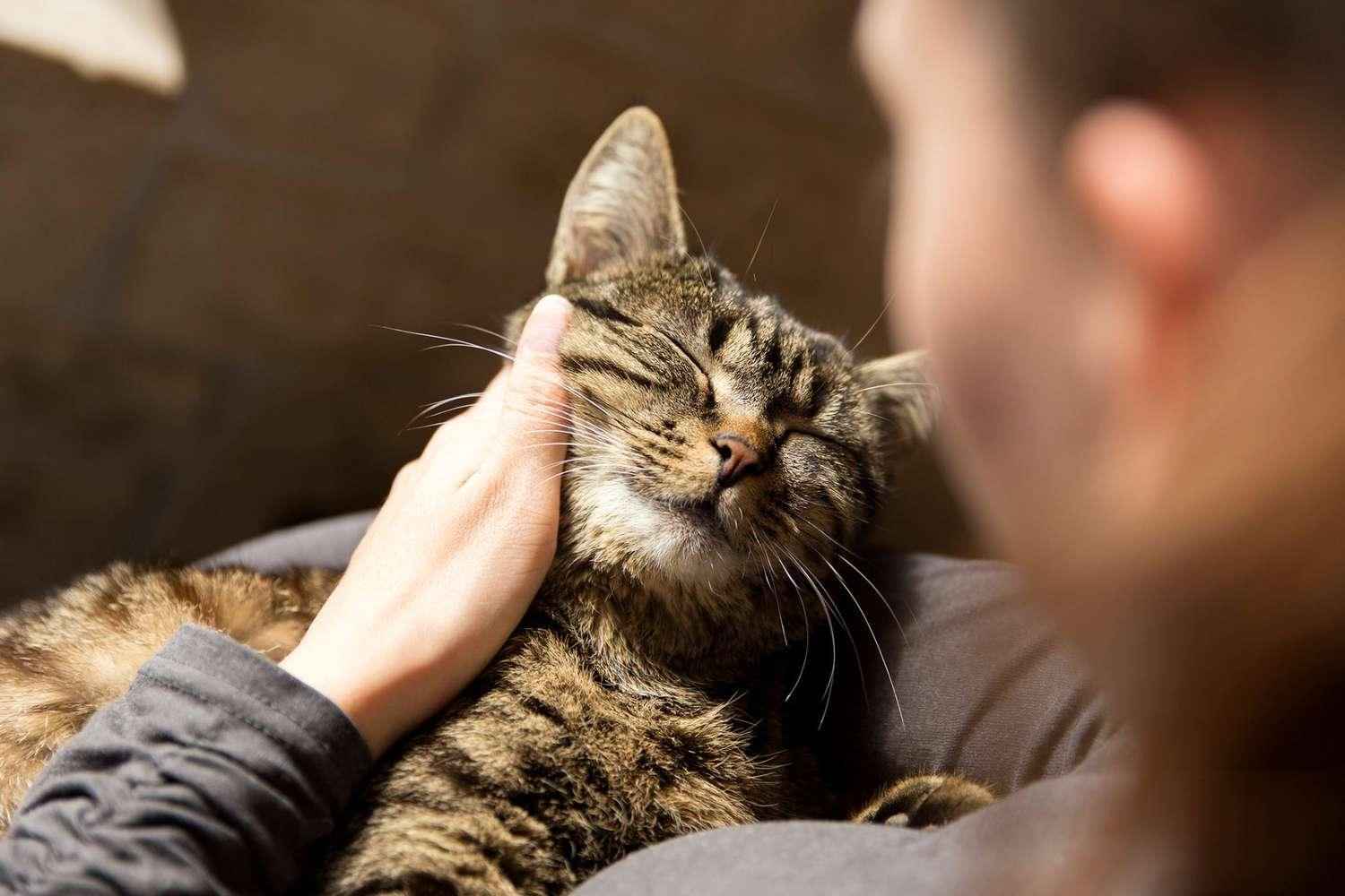 Top Tips to Keep Your Cat Hydrated This Summer
